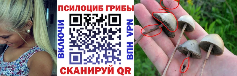 Купить закладки  Городовиковск  Галлюциногенные грибы Magic Shrooms 